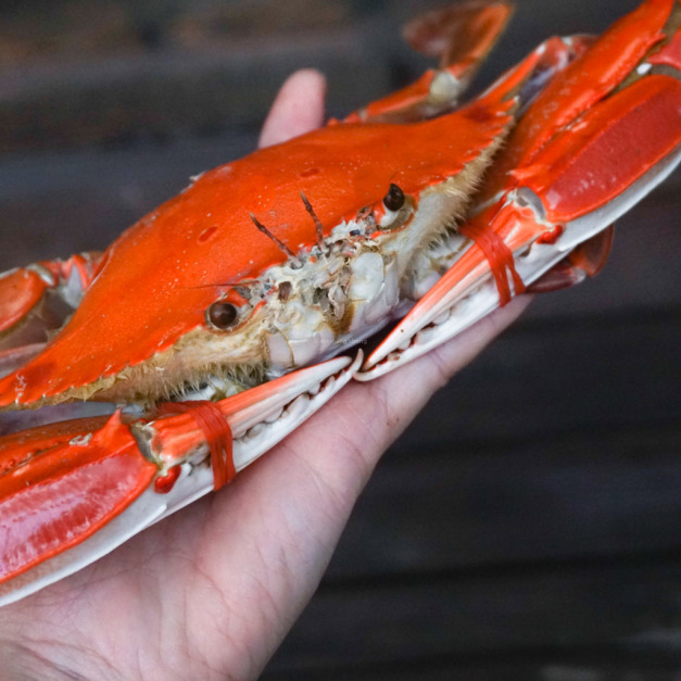 【新孟成】澎湖熟凍三點蟹