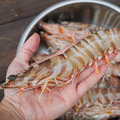 澎湖野生手掌大明蝦(大盒)(低溫)