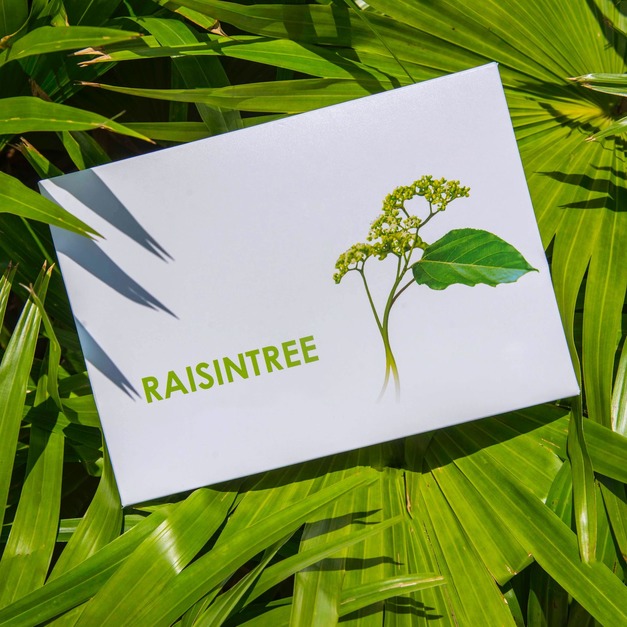 藤蜜Raisintree