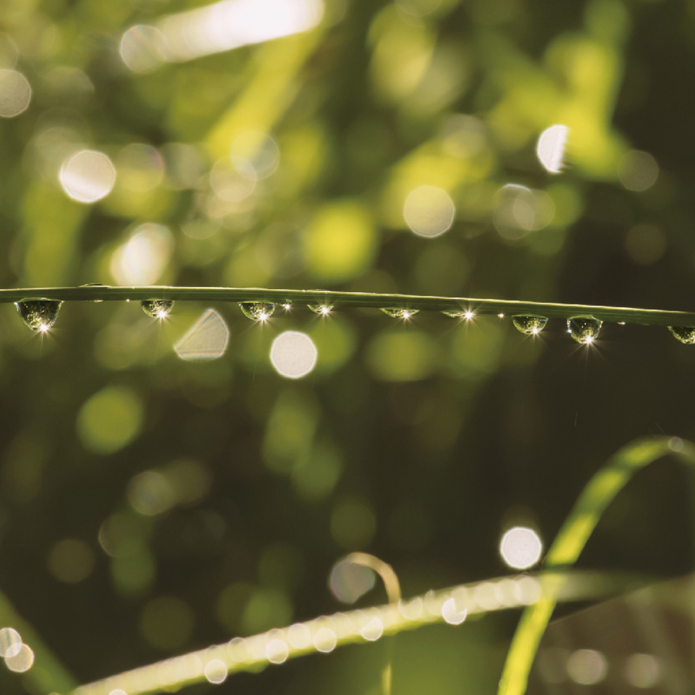 MIX LAB 雨後香氣