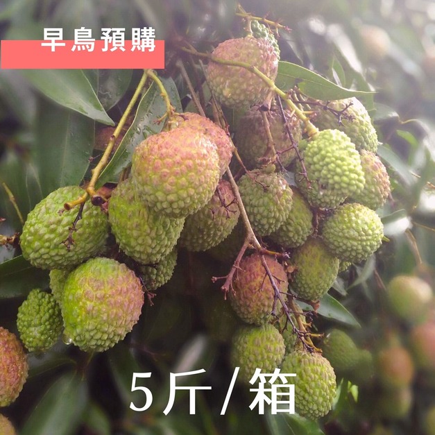 2026糯米荔枝【5斤裝】