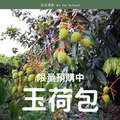 2026玉荷包【3斤裝】_1