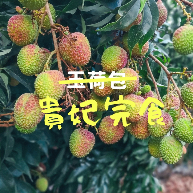 2026玉荷包【3斤裝】