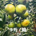 珍珠柑【5斤／箱】