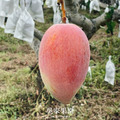 香水芒果【5斤／箱】_1