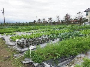 原鴨生態教育園區 【菜園認養專頁】
