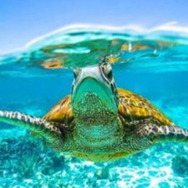 泰國普吉島斯米蘭群島一日遊【可選自營閃電七號：送浮潛襪+攝影師跟拍+3次浮潛+全島接送】