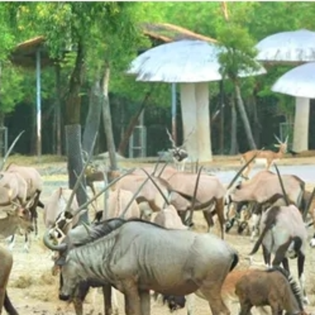 曼谷野生動物世界一日遊【可選動物園/海洋公園|可升級專車遊園/午餐|專車接送|接急單】