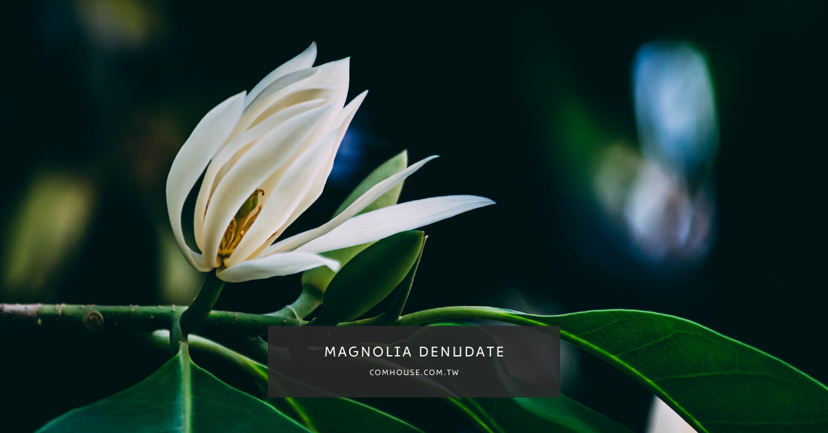 白玉蘭葉精油(Magnolia denudate)