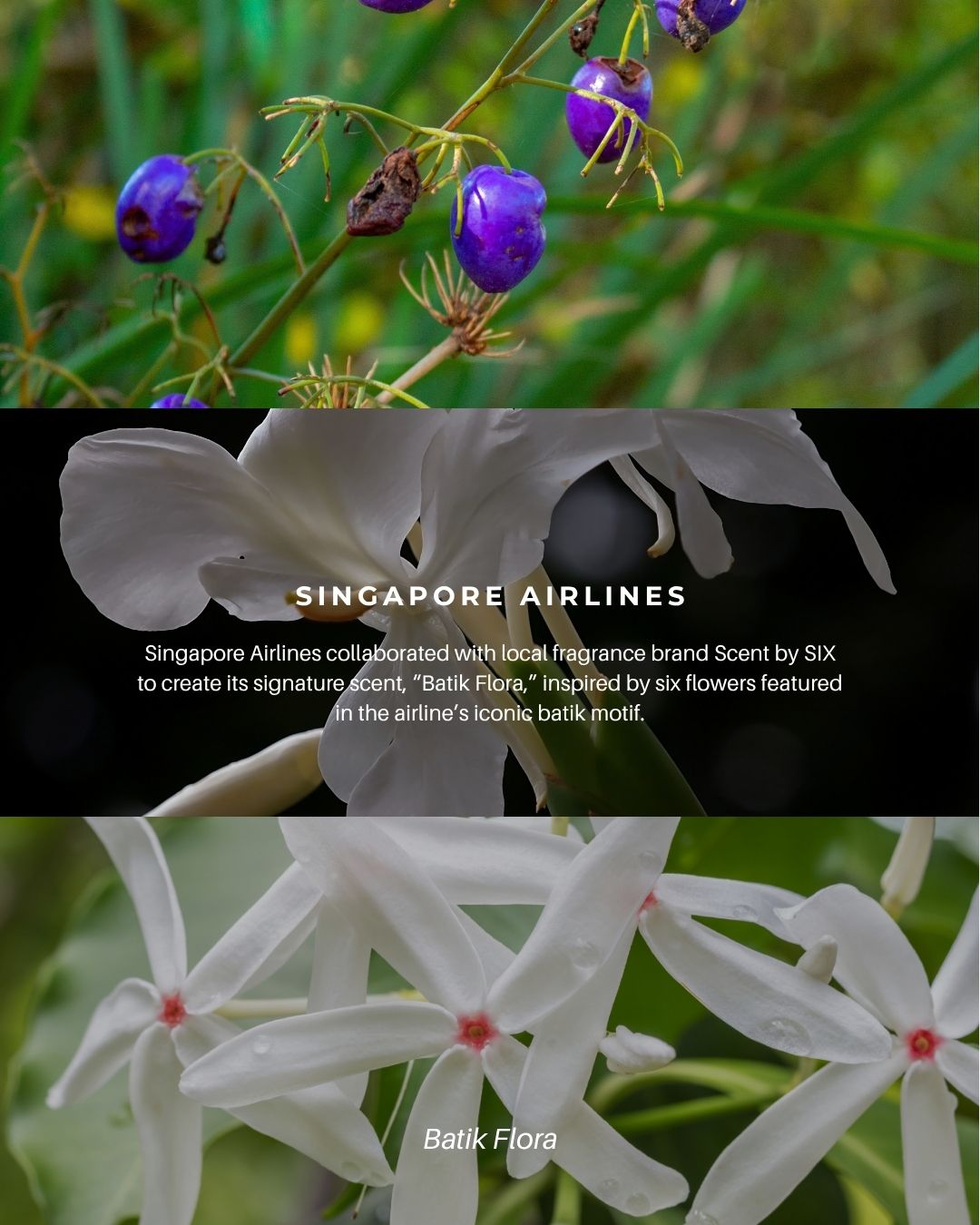 Singapore Airlines Batik Flora 品牌香氣