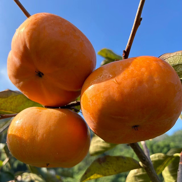 【預購｜免運】大雪山甜柿禮盒-10A(6入)