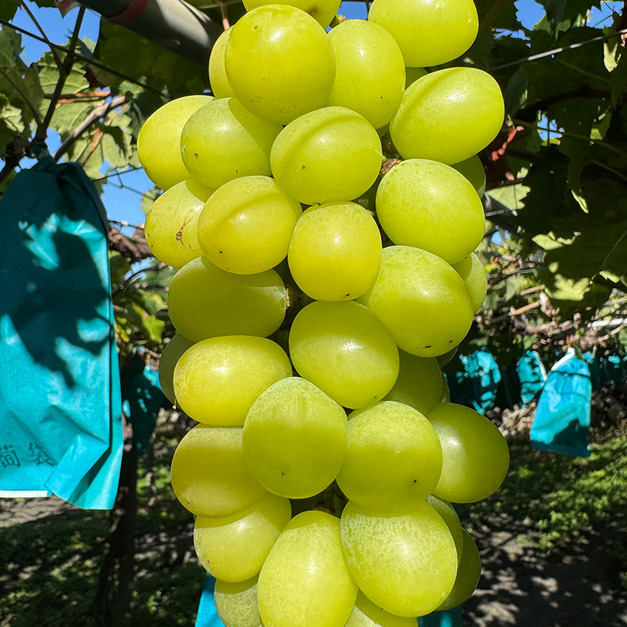 【預購｜免運】台灣麝香葡萄