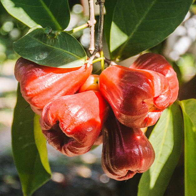 【預購｜免運】巨鑽蓮霧(中果 20-24粒裝/2.5kg)