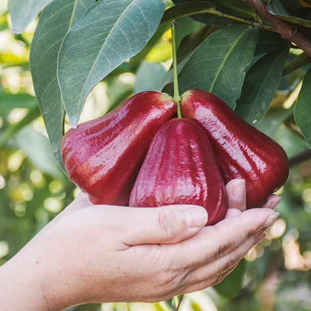 【預購｜免運】黑糖芭比蓮霧(大果 15-19粒裝/2.5kg)