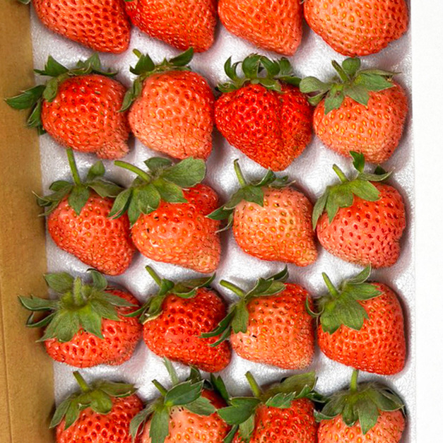 【預購｜免運】有機桃薰草莓2盒入(中果)