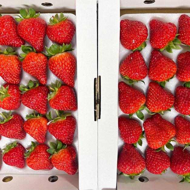 【預購｜免運】有機草莓2盒入(中果)