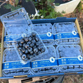 【預購｜免運】小農栽種藍莓(中果)_3