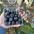 【預購｜免運】小農栽種藍莓(中大果組合)-12盒_2