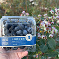 【預購｜免運】小農栽種藍莓(大果)_1