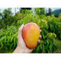 【預購｜免運】頂級水蜜桃芒果(多規格)_3