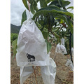 【預購｜免運】頂級水蜜桃芒果(多規格)_1