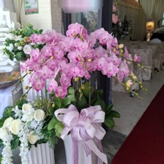 追思蘭花・典雅粉蝴蝶蘭