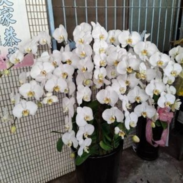 追思蘭花・白色蝴蝶蘭