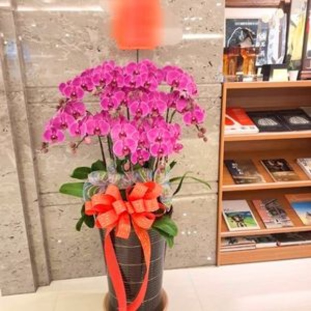 開幕落地蘭花・紅曜開運