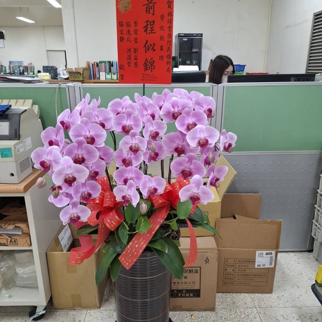 開幕落地蘭花・粉瑞開運