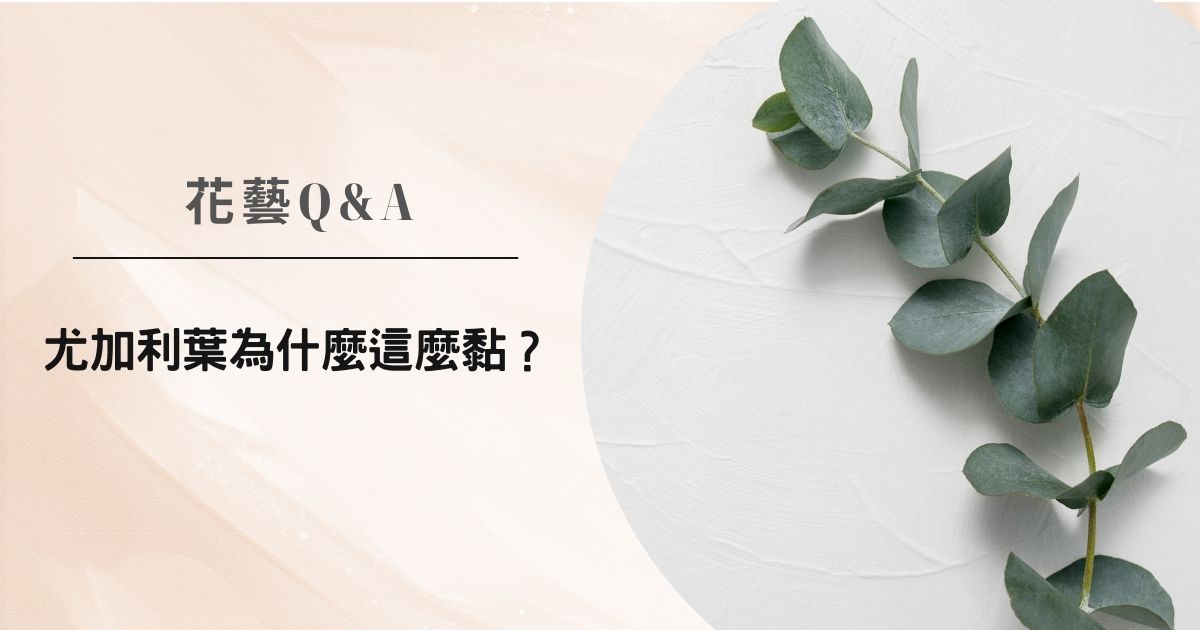 花藝Q&A｜尤加利葉為什麼會黏黏的？原因與正確清洗方式