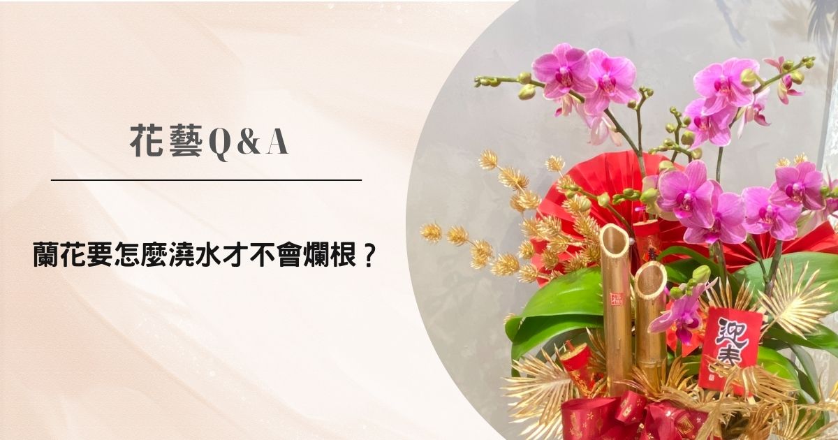 花藝Q&A｜蘭花要怎麼澆水才不會爛根？