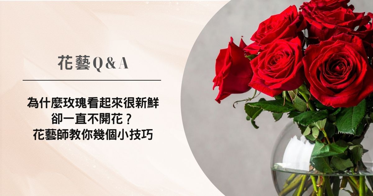 花藝Q&A | 為什麼玫瑰不開花？花藝師教你幾個簡單技巧