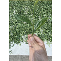 【窨香】友善環境自然農法茉莉烏龍茶 50g_4