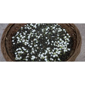【窨香】友善環境自然農法茉莉烏龍茶一斤（600g)_2