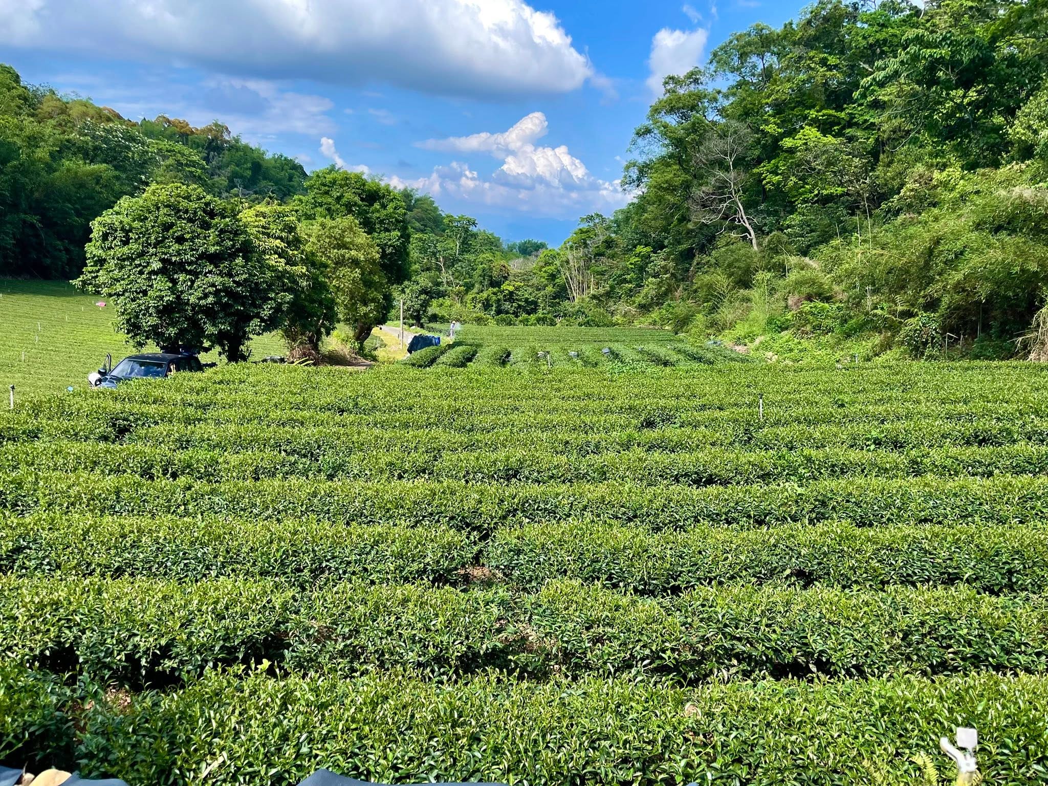 《科學選育之外，遇見大自然的隨機創作：陳放自帶藥香的銀龍白茶》