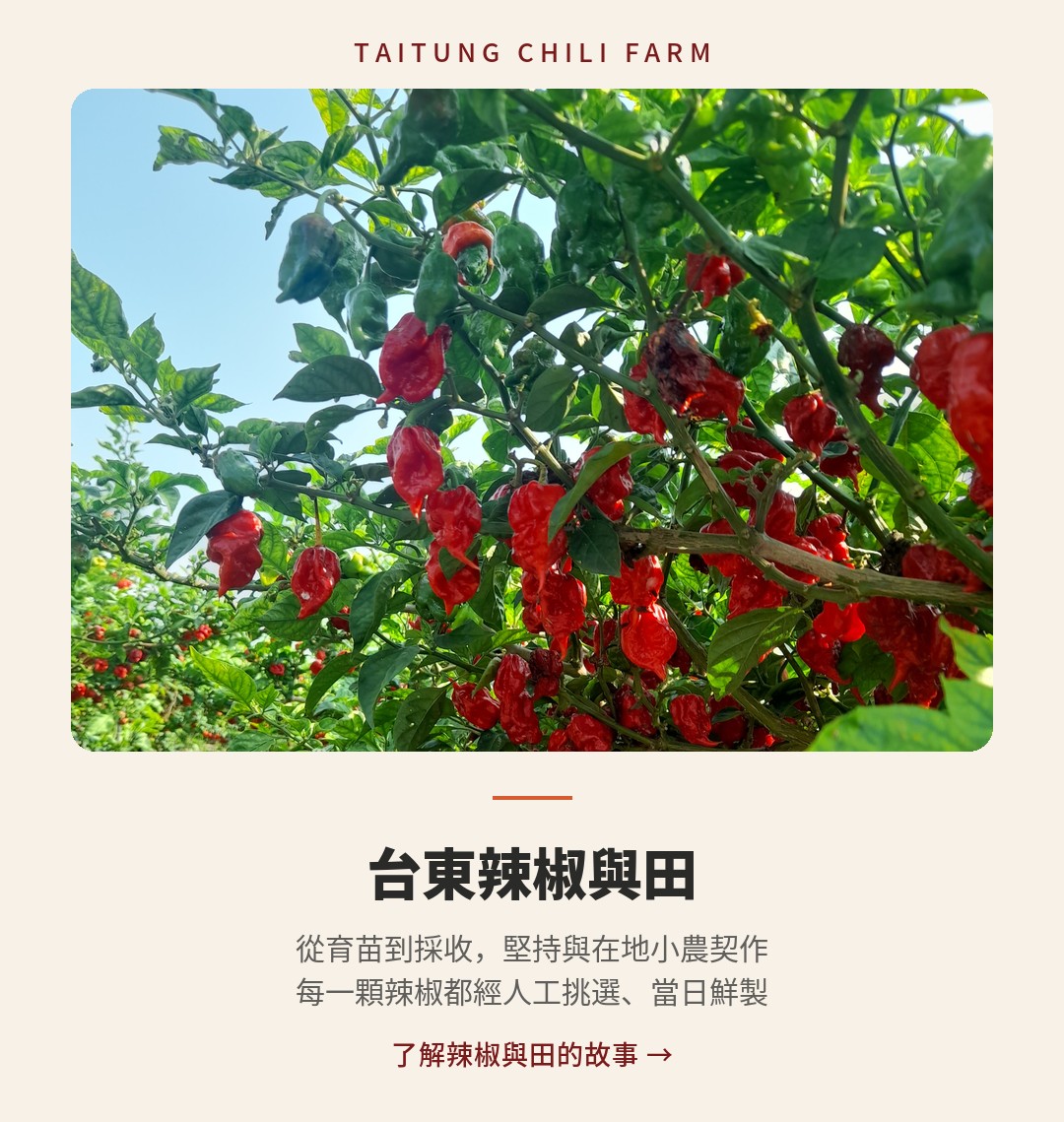 台東辣椒農場