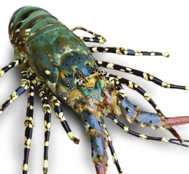 活體錦繡龍蝦(花龍)