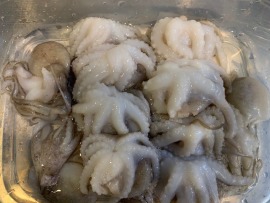 南方澳野生小章魚