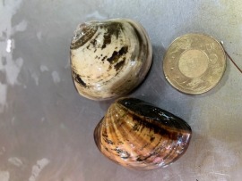 超大無毒養殖蛤蠣