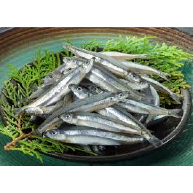 澎湖當日現撈大丁香魚~我最新鮮最便宜