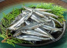 澎湖當日現撈大丁香魚~我最新鮮最便宜