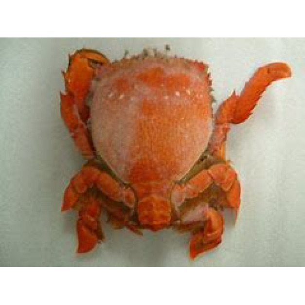 限量日本海運活體巨無霸旭蟹~(季節限定)~每隻超過1斤~一隻720數量有限