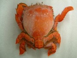 限量日本海運活體巨無霸旭蟹~(季節限定)~每隻超過1斤~一隻720數量有限