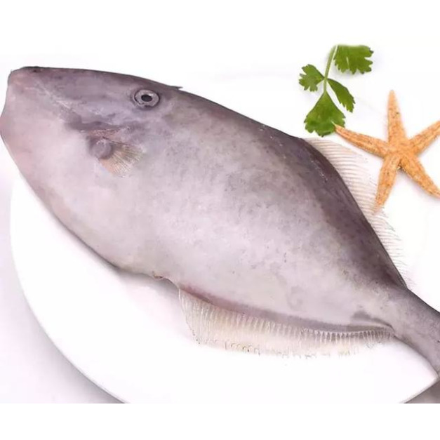 澎湖當日現撈大尾剝皮魚