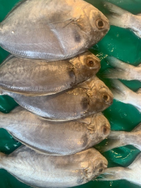 澎湖當日現撈肉魚(刺鯧)~4隻180(小)