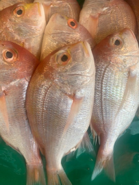 澎湖當日現撈肉魚(刺鯧)~每尾120(大)