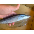 日本空運紀伊半島秋刀魚さいら~季節限定~4尾120元_1