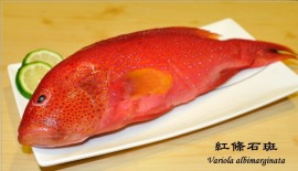 鑽石水養殖無毒紅條石斑