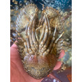 稀有~宜蘭外海當日野生海戰車(鱗突擬蟬蝦)~全台最低價(活凍)_1