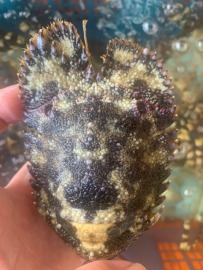 稀有~宜蘭外海當日野生海戰車(鱗突擬蟬蝦)~全台最低價(活凍)